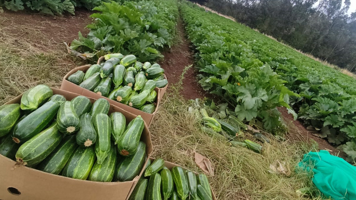 Fepromac: Los Datos Clave de la Producción Hortofrutícola de La Araucanía 